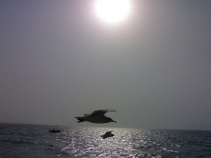 Place to visit Mumbai: Alibaug 1-2 day tour weekend picnic