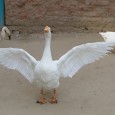 Weekend at Nature Discovery Centre – Sundarvan, Ahmedabad More...Sundarvan – A Nature Discovery Centre is like a small zoo located in the heart of the city Ahmedabad. I heard about and decided to appear personally. How to reach...