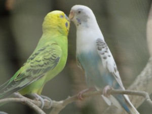 Love Birds At Sundarvan