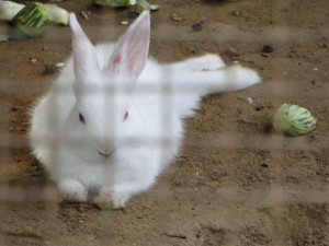 A better looking Rabbit At Sundarvan