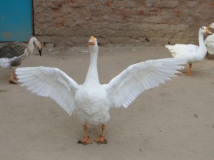 Duck At Sundarvan